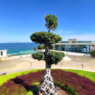 Ficus Microcarpa Bonsai 3 Step Netted